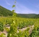 Nos vignes en été