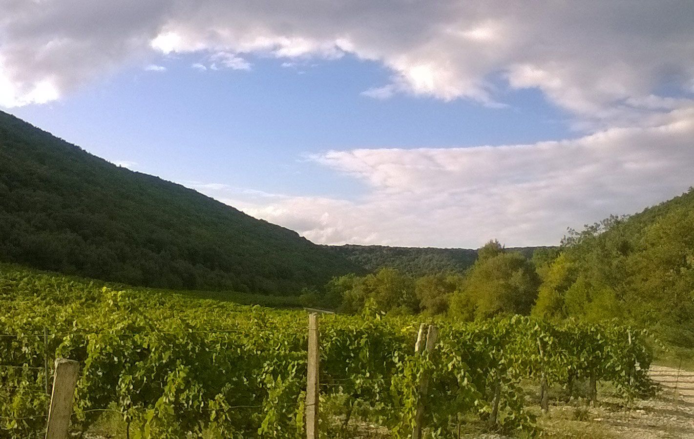 Vignoble